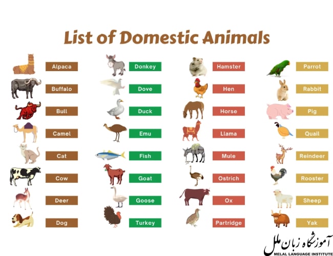اسم حیوانات به انگلیسی با تلفظ