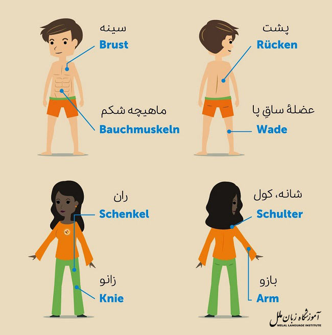 اعضای بدن به آلمانی با ترجمه فارسی