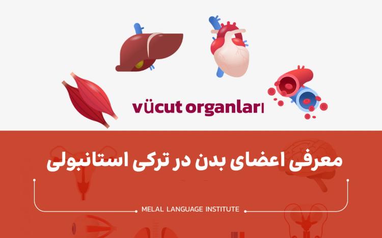 معرفی اعضای بدن در ترکی استانبولی
