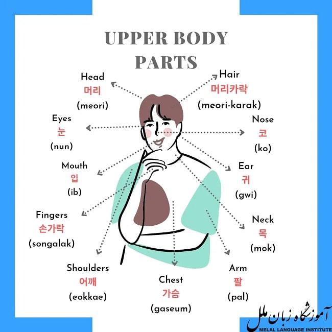 اعضای بدن به کره ای چی میشه