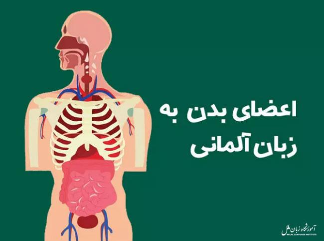 اعضای بدن به زبان آلمانی "اعضای صورت و داخلی" + معنی فارسی