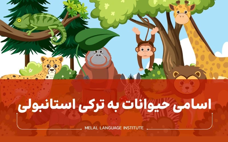 حیوانات به ترکی | اسامی حیوانات به ترکی استانبولی