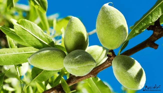 چغاله بادام به انگلیسی