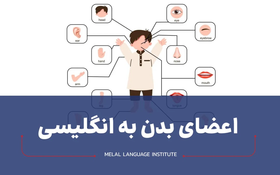 اعضای بدن به انگلیسی