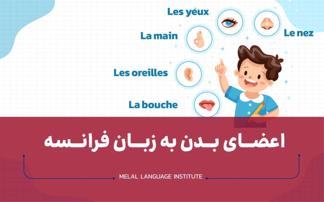 اعضای بدن به زبان فرانسه