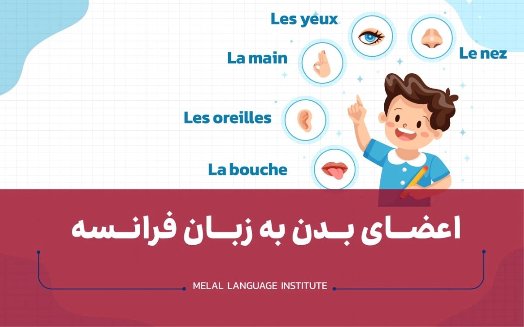 اعضای بدن به زبان فرانسه