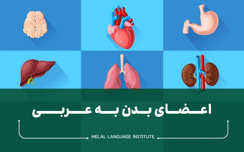 اعضای بدن به زبان عربی