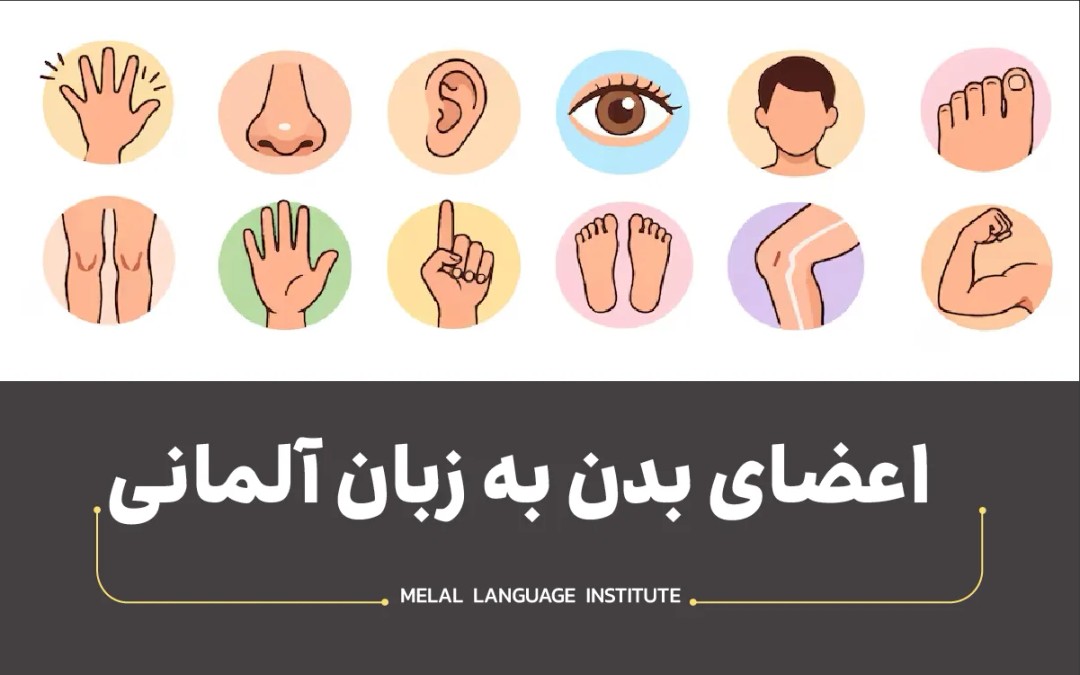 اعضای بدن به زبان آلمانی
