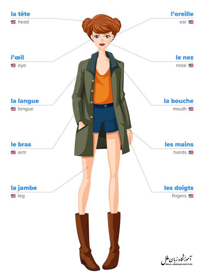 اعضای بدن به زبان فرانسه